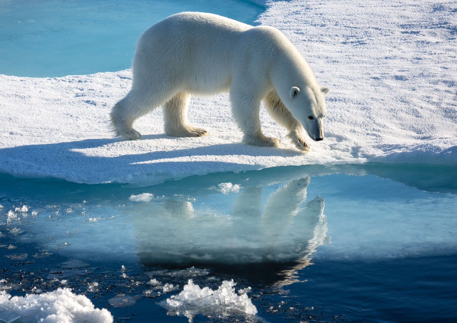 Klimawandel aus Arktischer Sicht, Eisbär